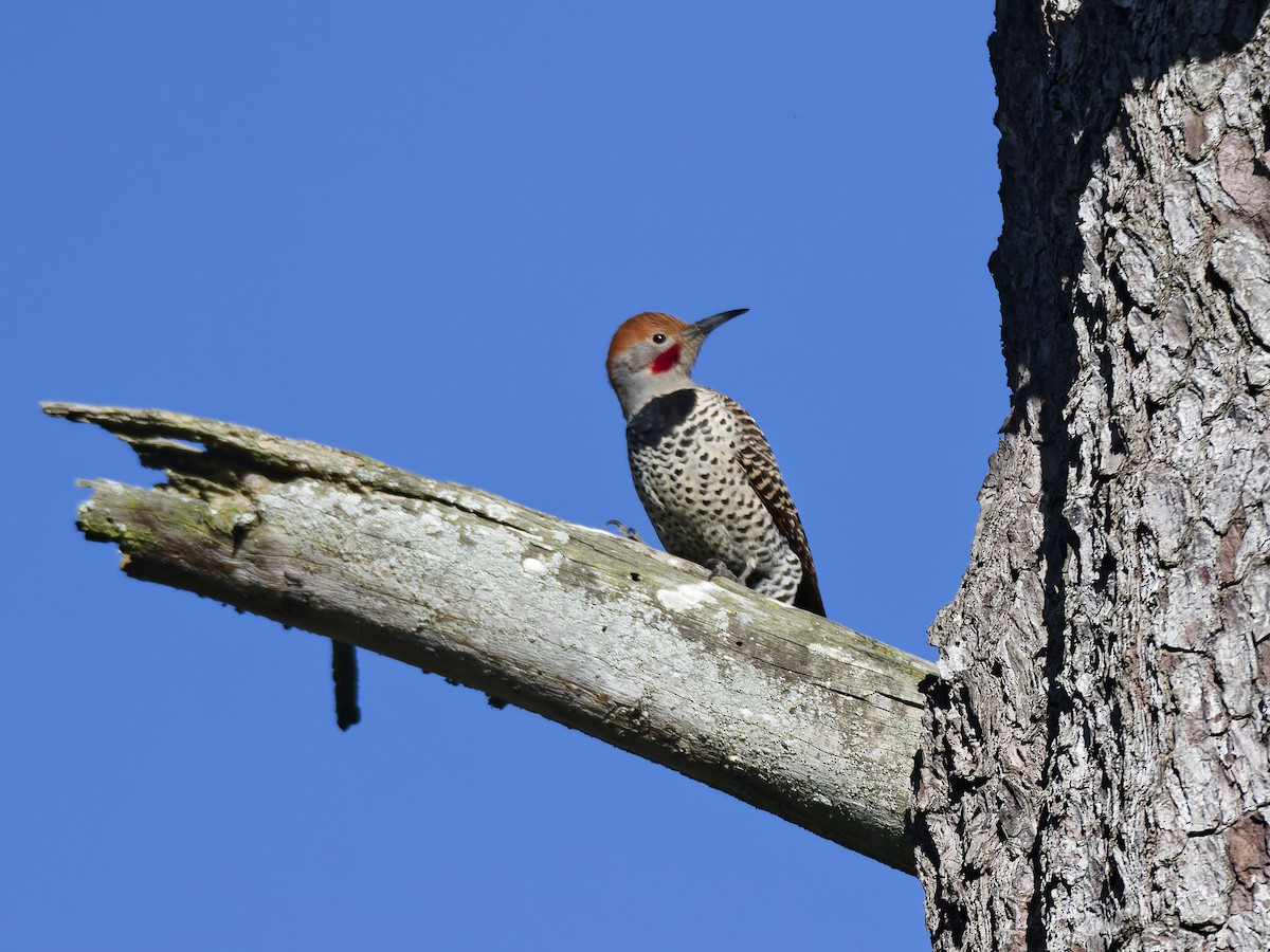 Guatemalan Flicker - ML637659294