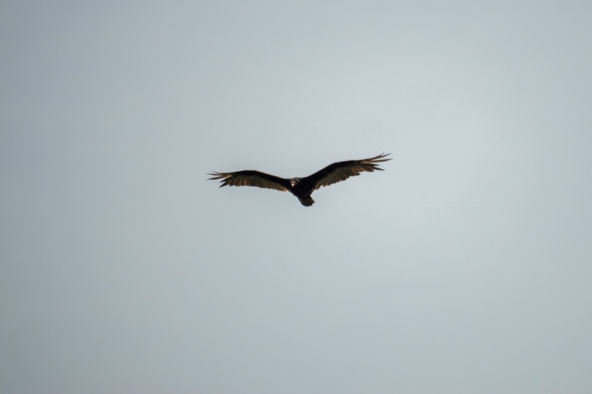 Turkey Vulture - ML637659315