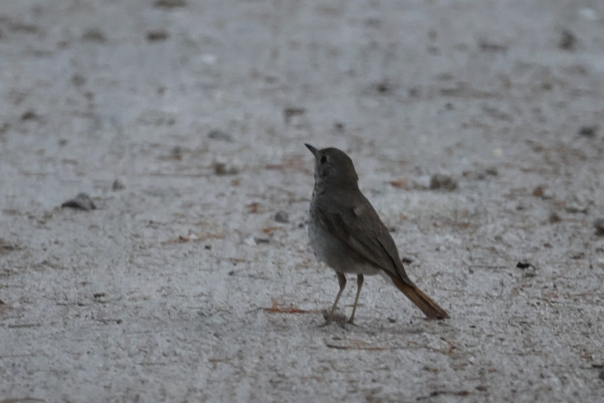 Hermit Thrush - ML637659356