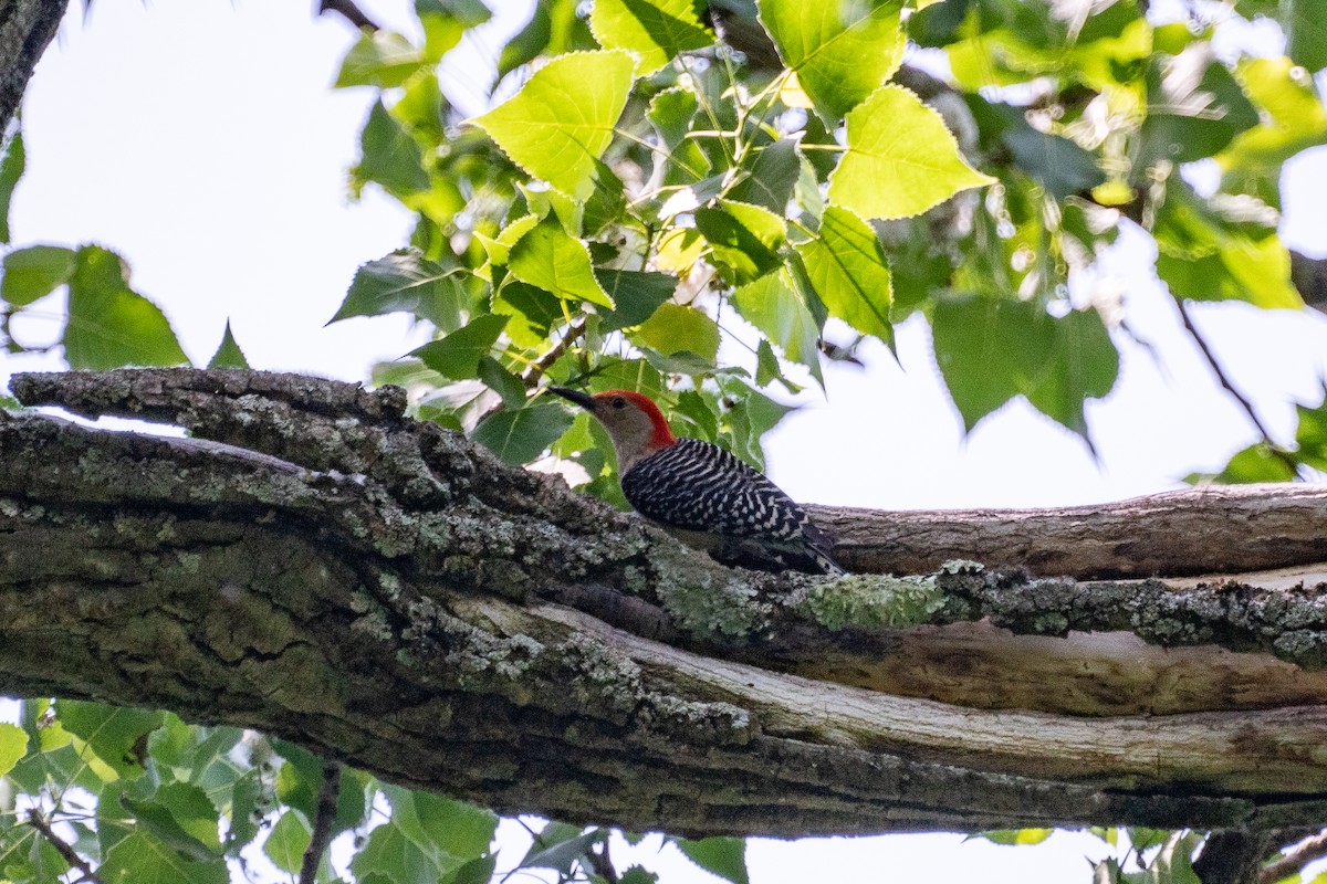 Red-bellied Woodpecker - ML637659357
