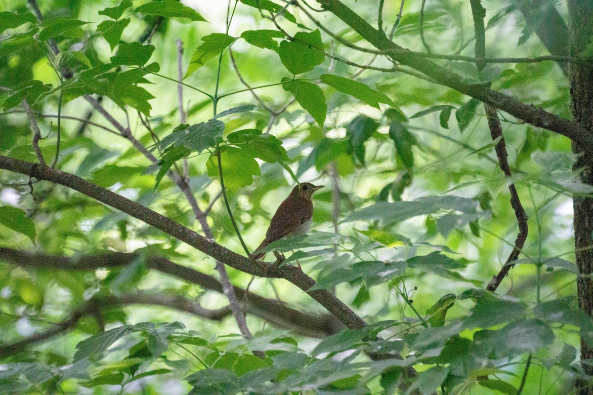Veery - ML637659359