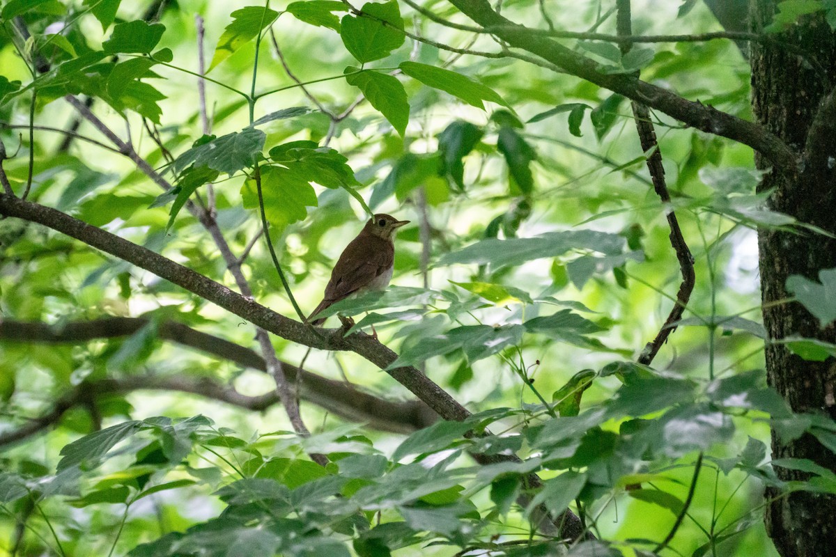 Veery - ML637659364