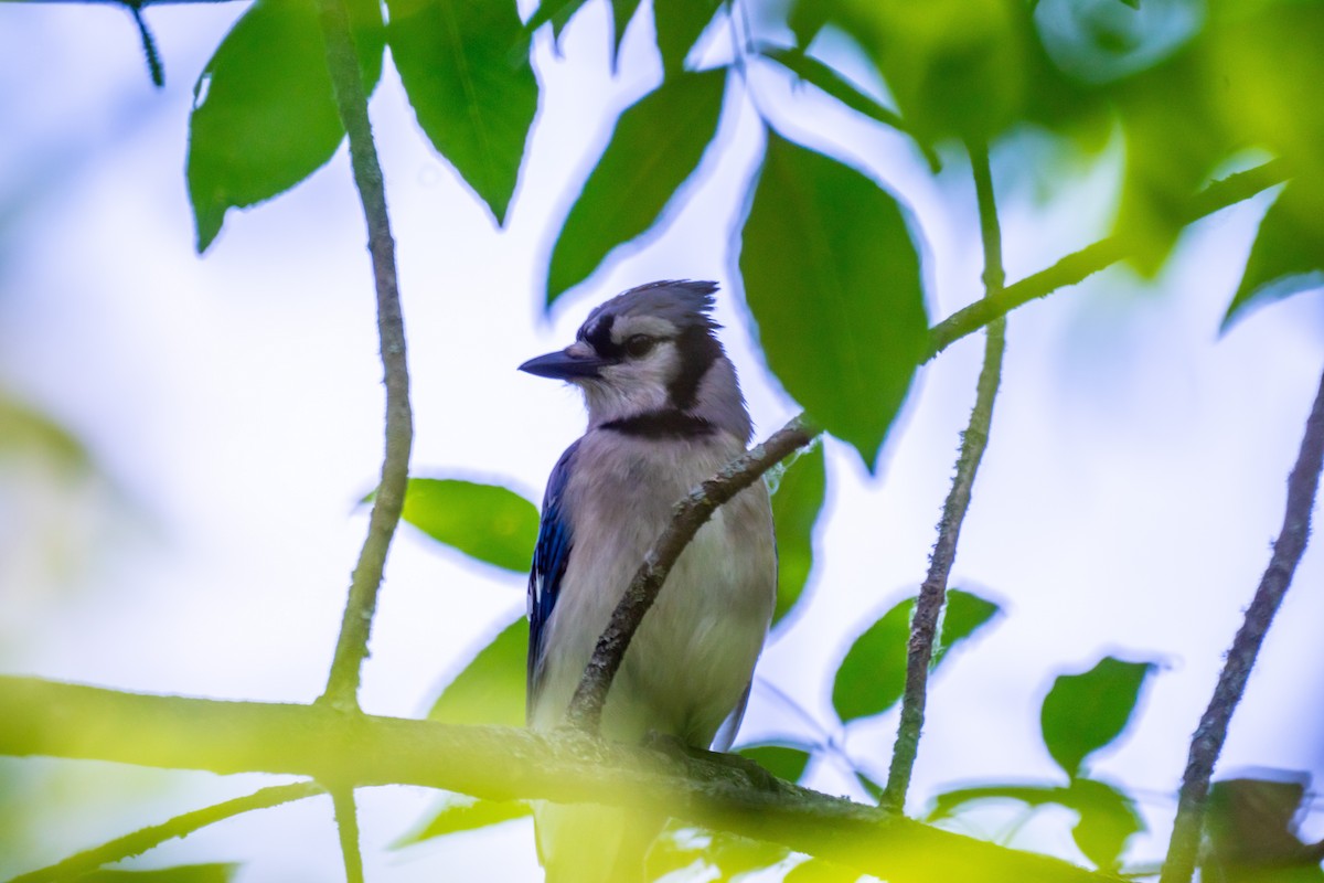 Blue Jay - ML637659368