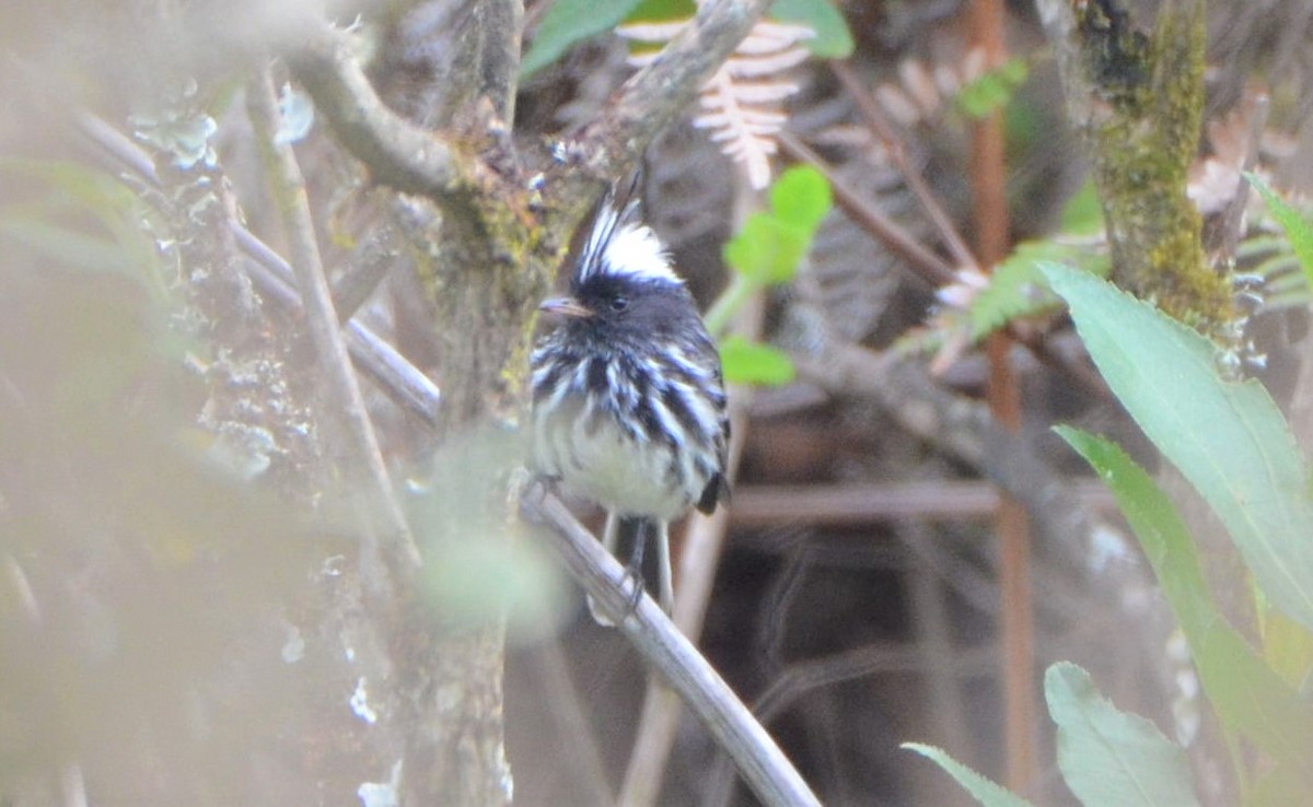 クロカンムリカラタイランチョウ - ML637659385
