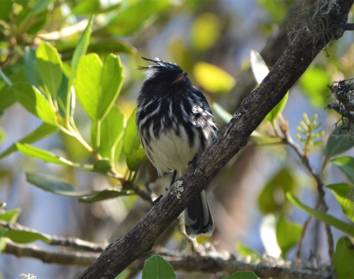 クロカンムリカラタイランチョウ - ML637659387