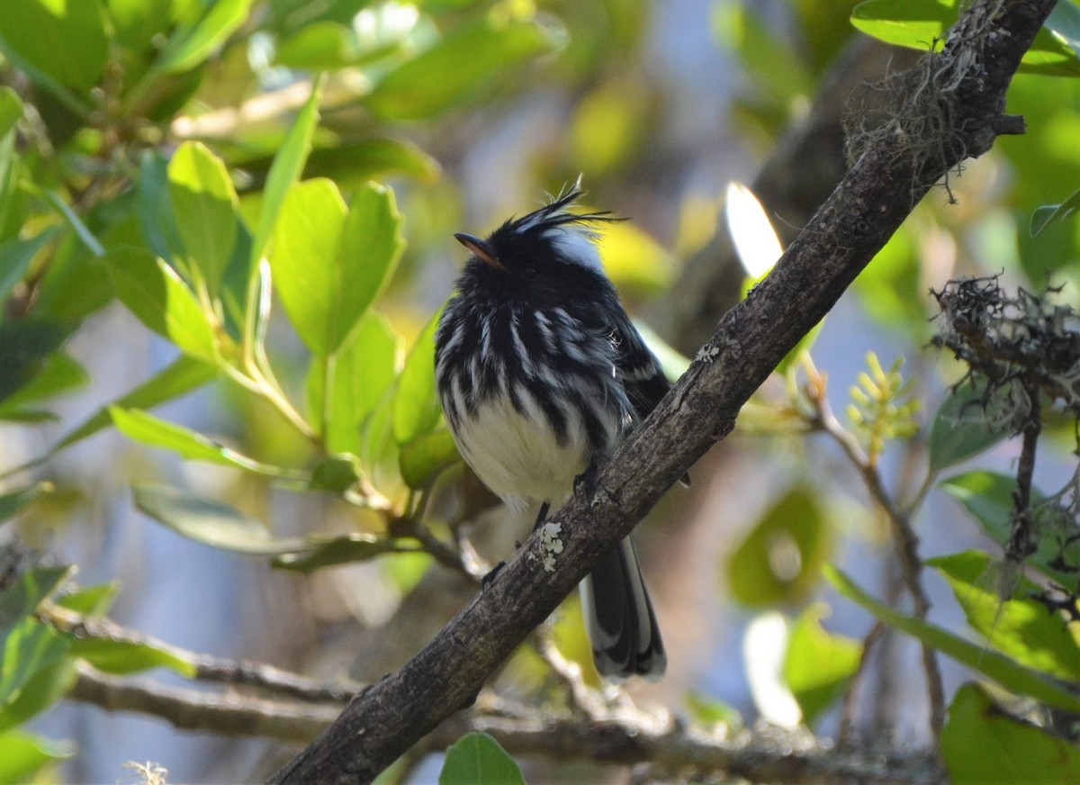 クロカンムリカラタイランチョウ - ML637659388