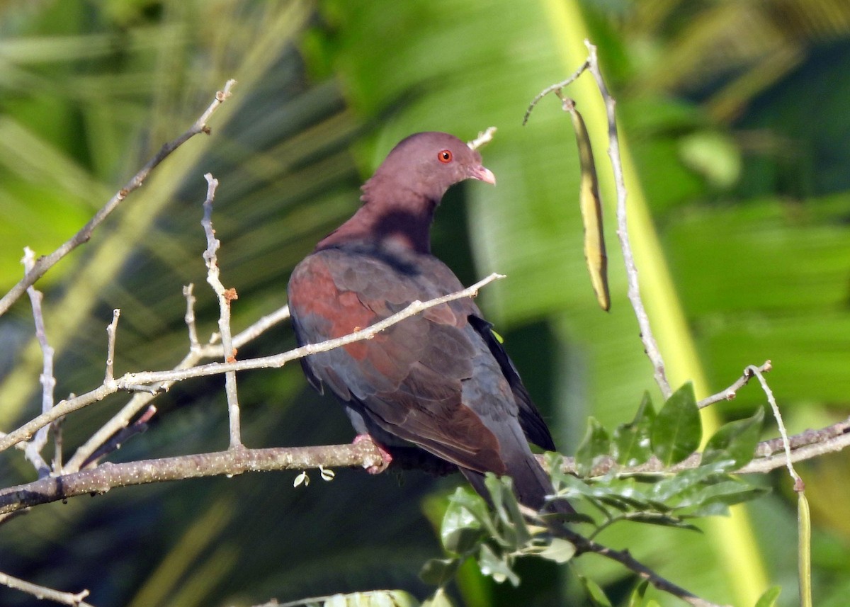Pigeon à bec rouge - ML637659424