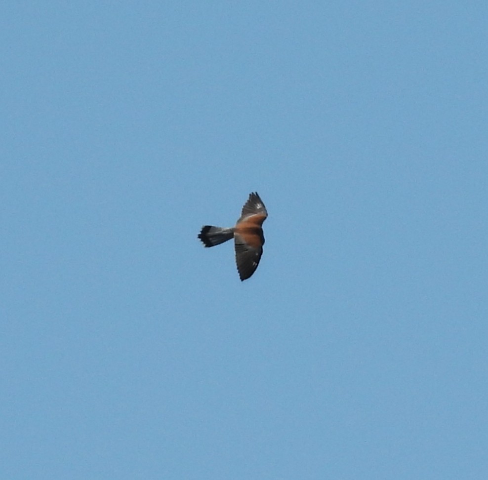 黃爪隼 - ML637659453