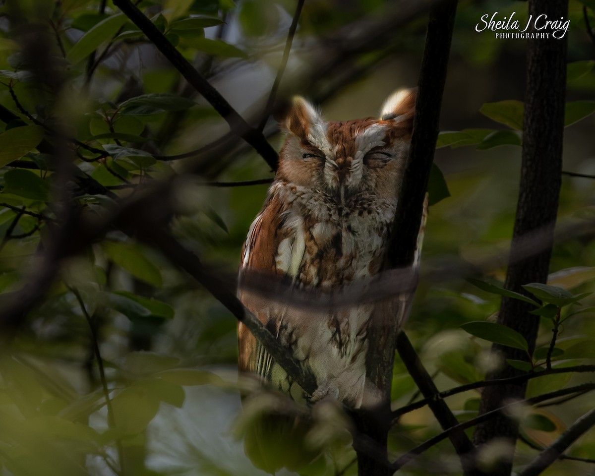 Eastern Screech-Owl - ML637659499