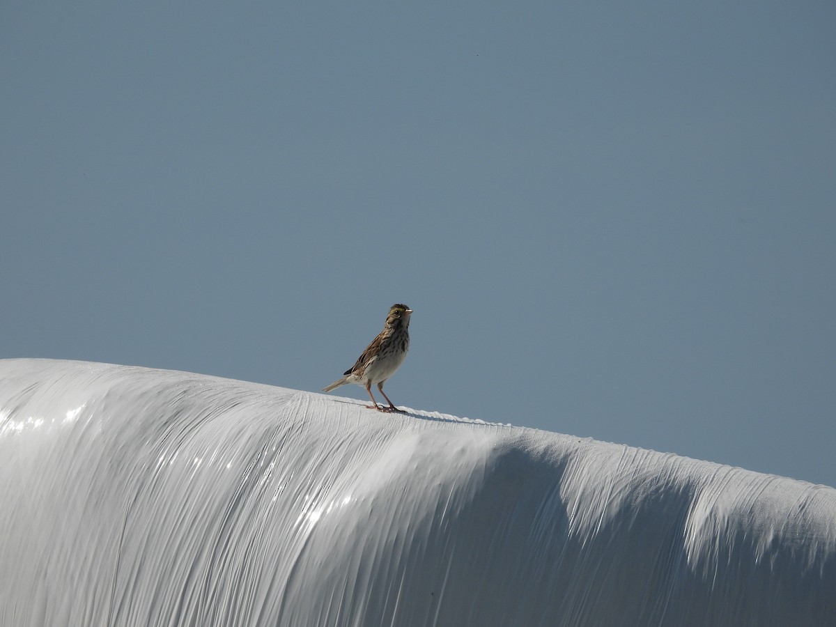 Savannah Sparrow - ML637659572