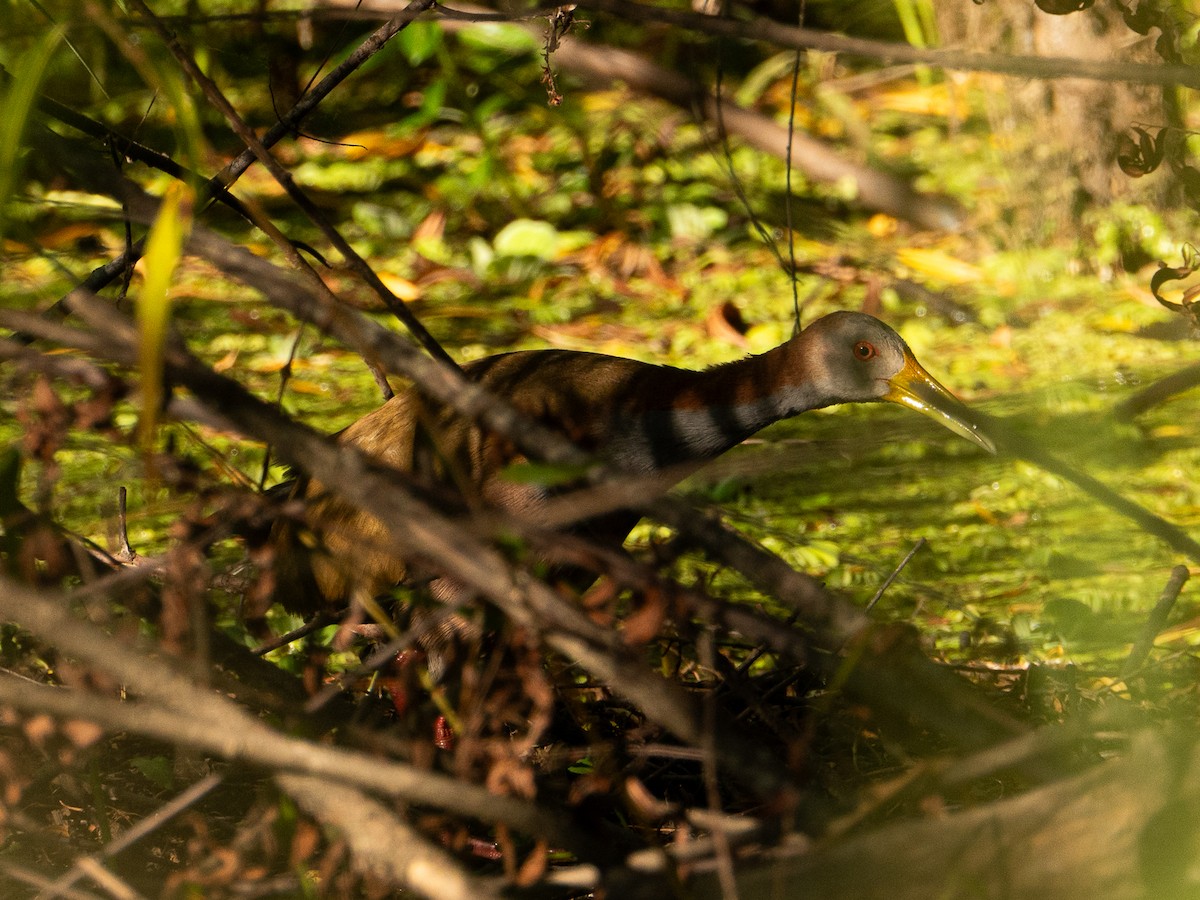 Giant Wood-Rail - ML637659629