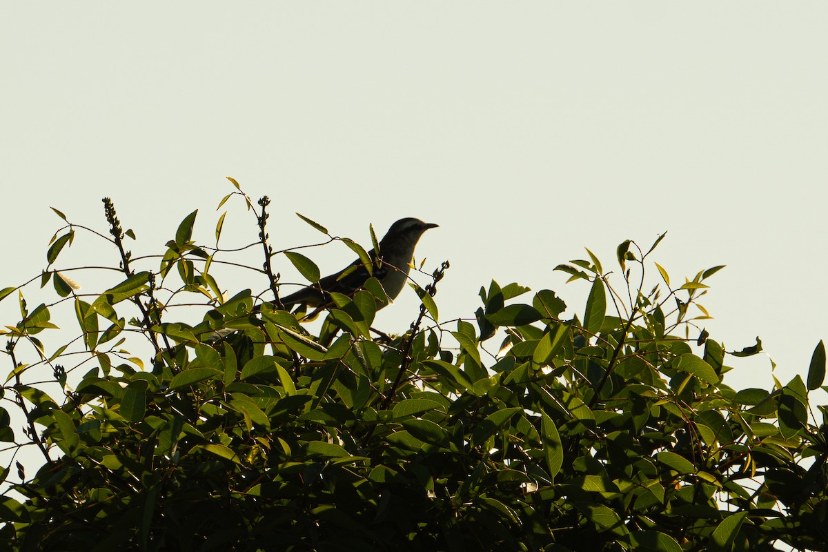 Chalk-browed Mockingbird - ML637659640