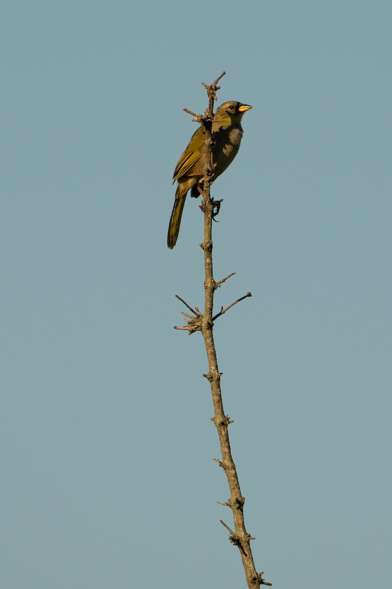 Great Pampa-Finch - ML637659648