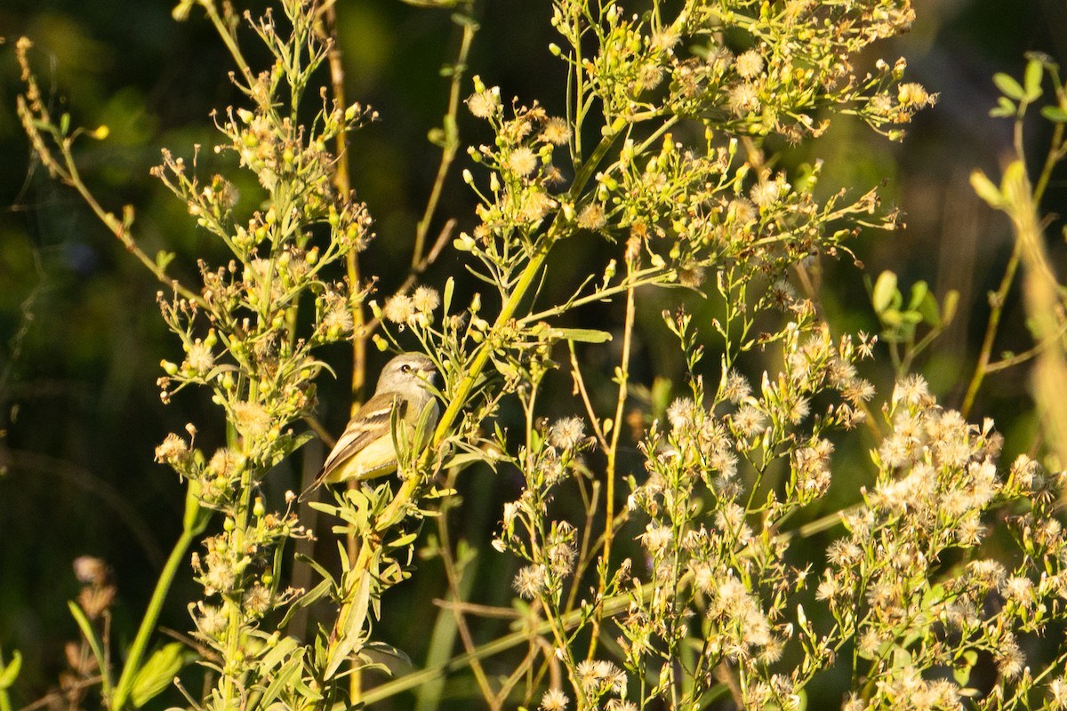 White-crested Tyrannulet - ML637659651