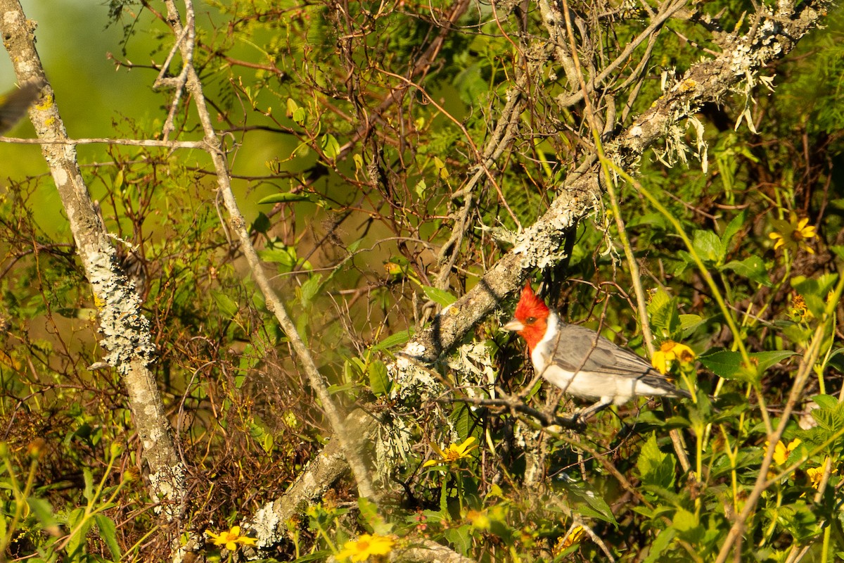 Red-crested Cardinal - ML637659657