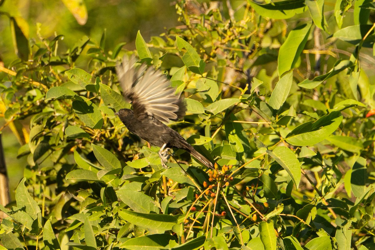 Variable Oriole - ML637659666
