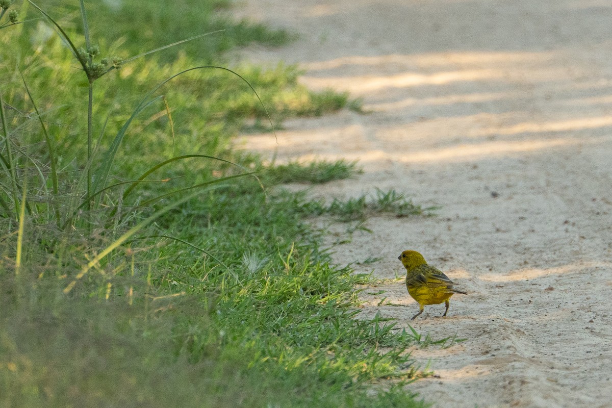 Saffron Finch - ML637659669