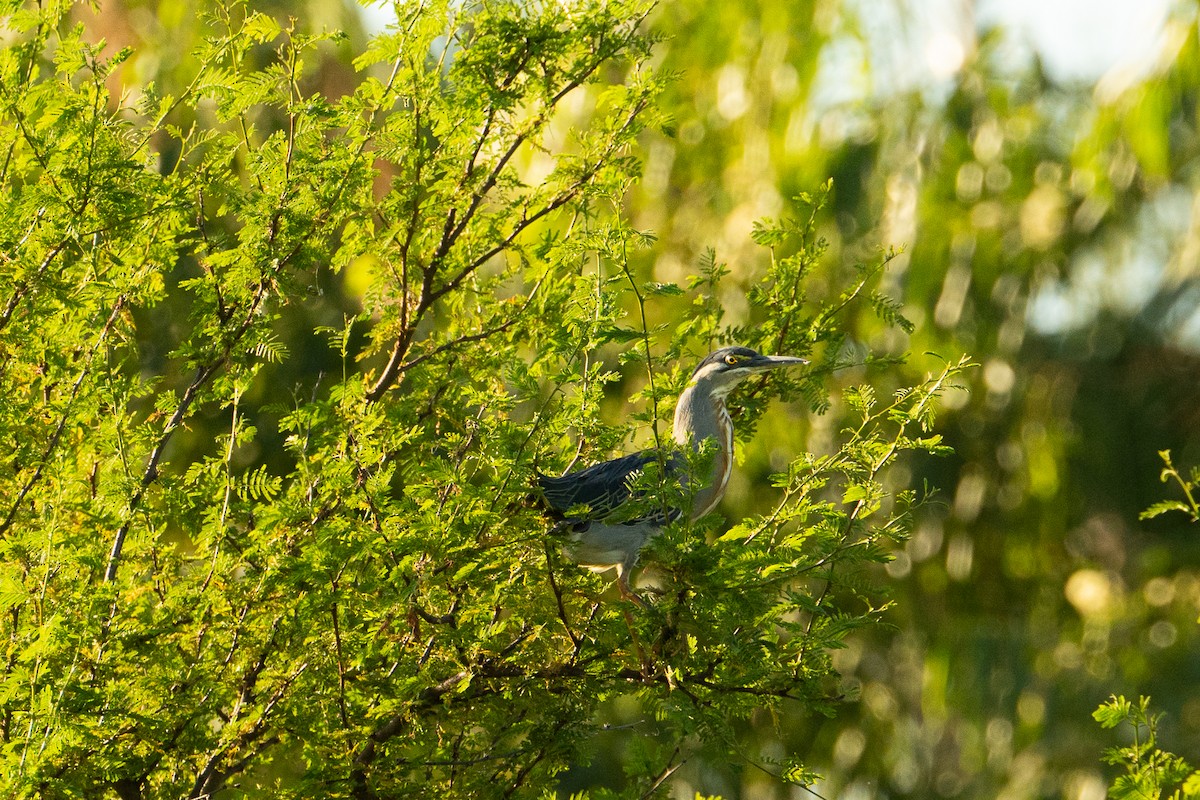 Striated Heron - ML637659672
