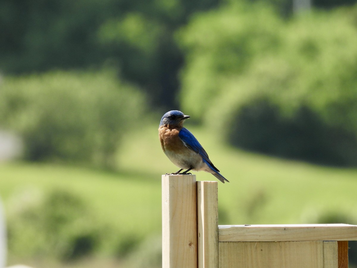 Eastern Bluebird - ML637659688
