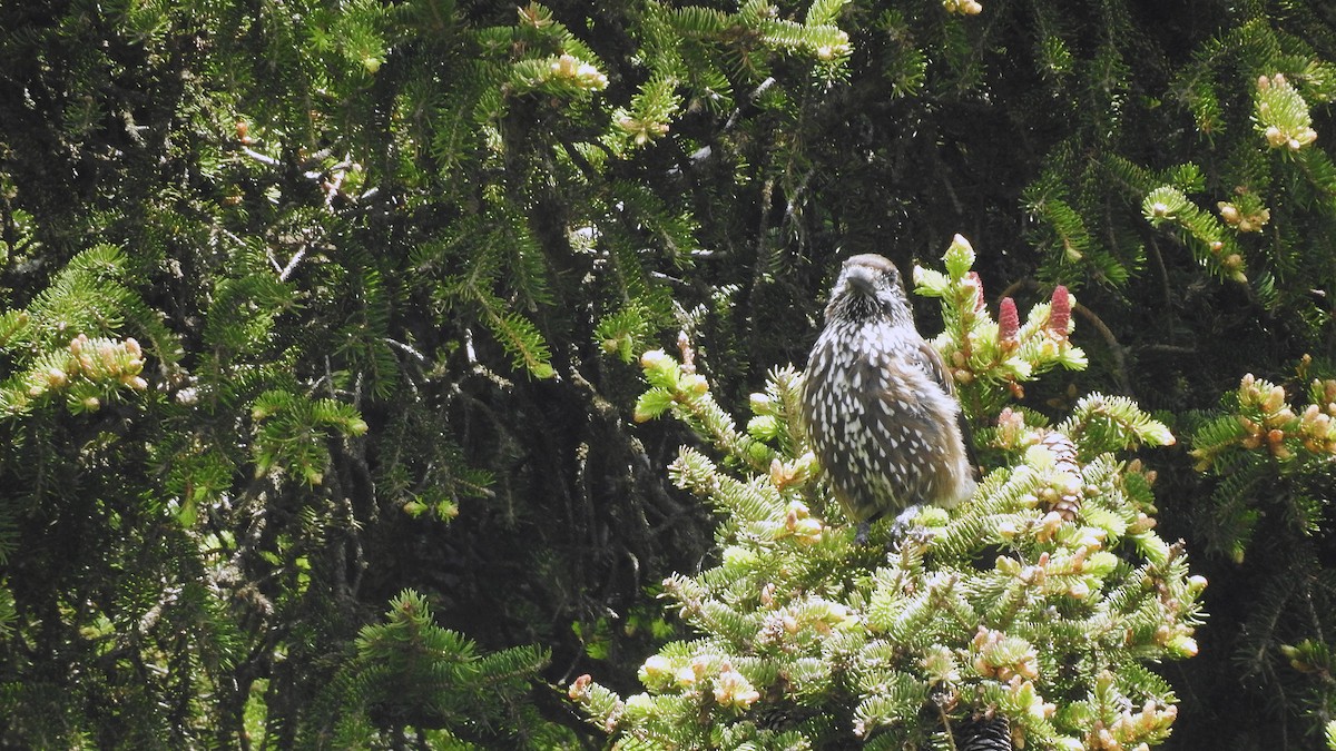 Northern Nutcracker - ML637659695