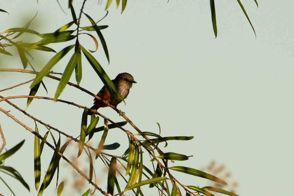 Vermilion Flycatcher - ML637659705