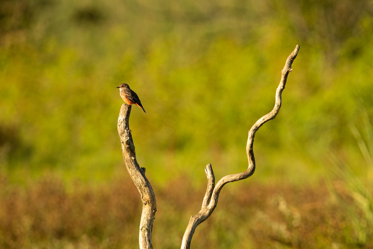 Vermilion Flycatcher - ML637659707