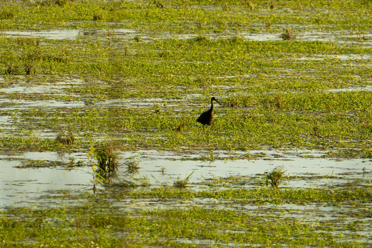 Limpkin - ML637659718