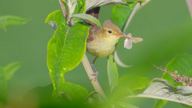 Melodious Warbler - ML637659727