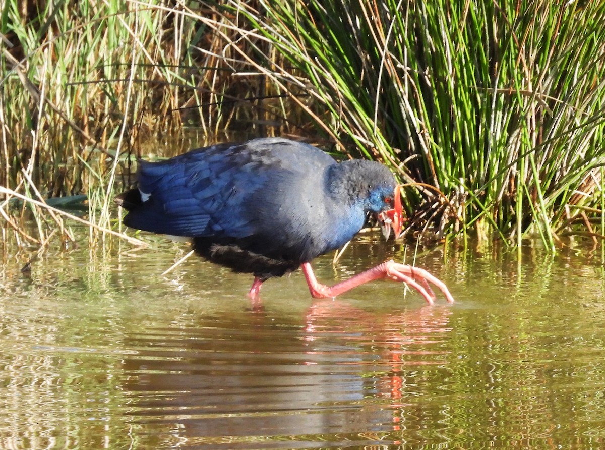 Western Swamphen - ML637659740
