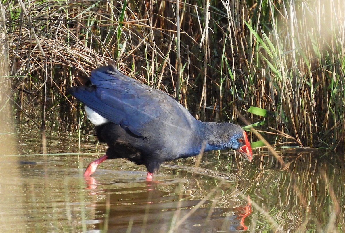 Western Swamphen - ML637659741