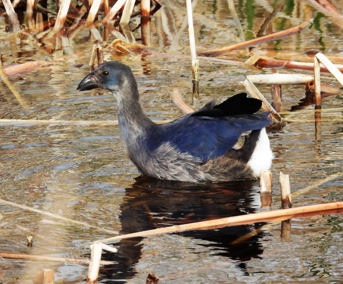 Western Swamphen - ML637659743