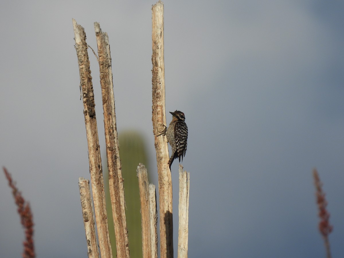 Ladder-backed Woodpecker - ML637659829