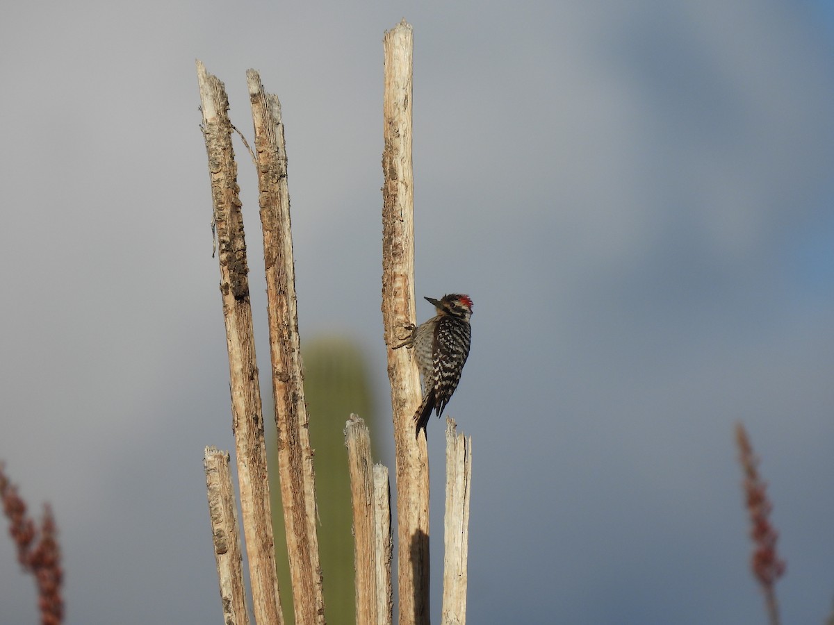 Ladder-backed Woodpecker - ML637659830