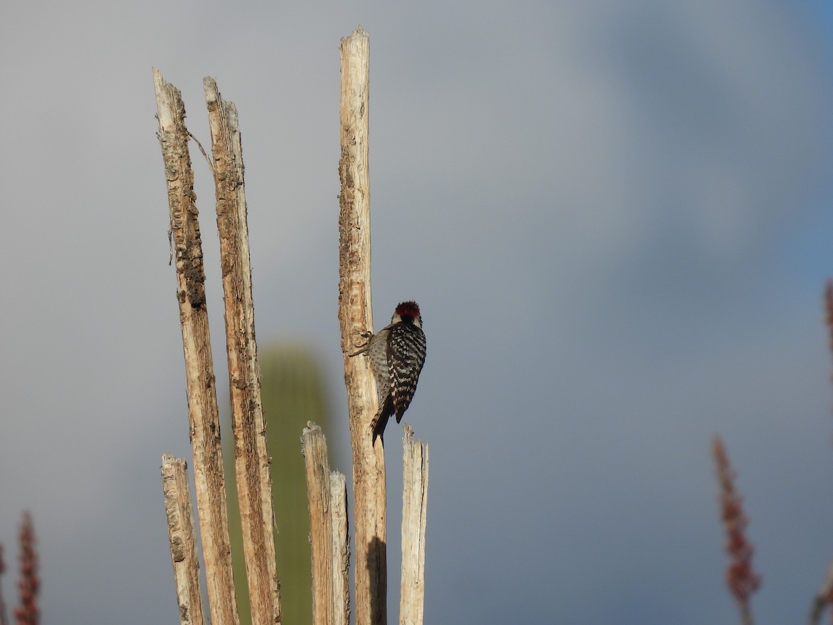 Ladder-backed Woodpecker - ML637659831