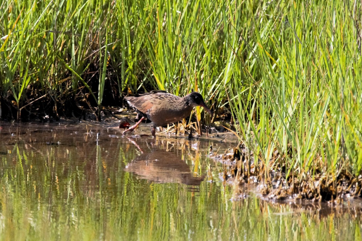 Virginia Rail - ML637659840