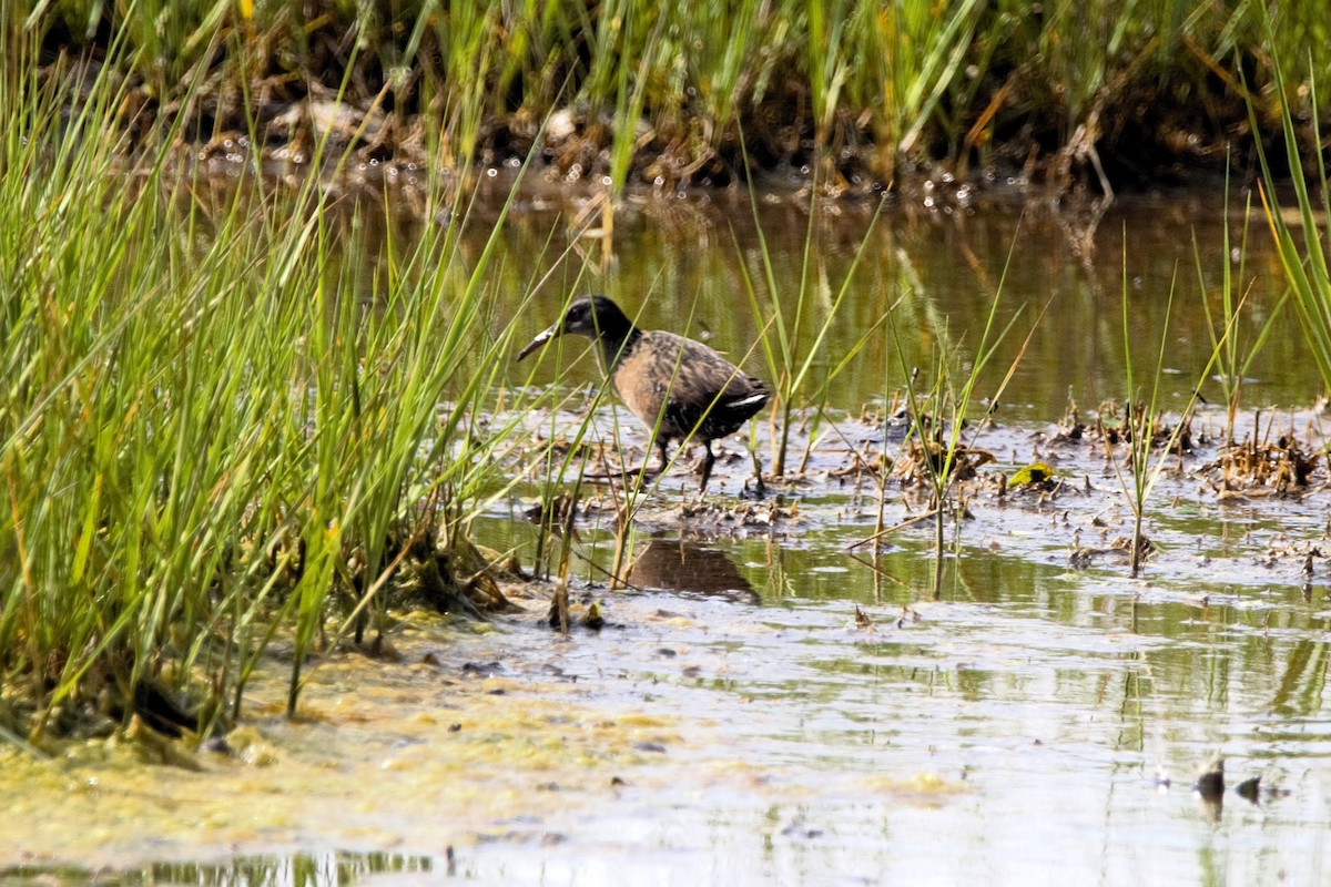Virginia Rail - ML637659841