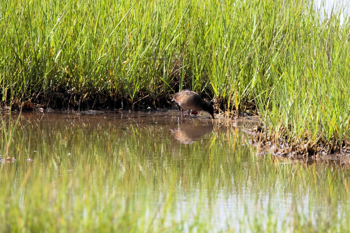 Virginia Rail - ML637659842