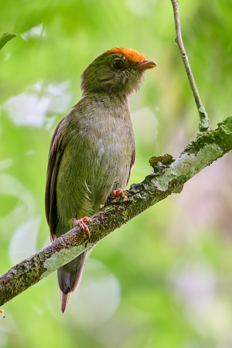 Swallow-tailed Manakin - ML637659844