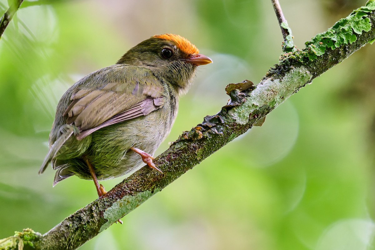 Swallow-tailed Manakin - ML637659845