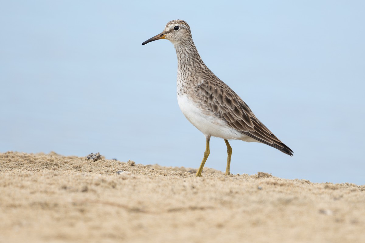 Pectoral Sandpiper - ML637659894