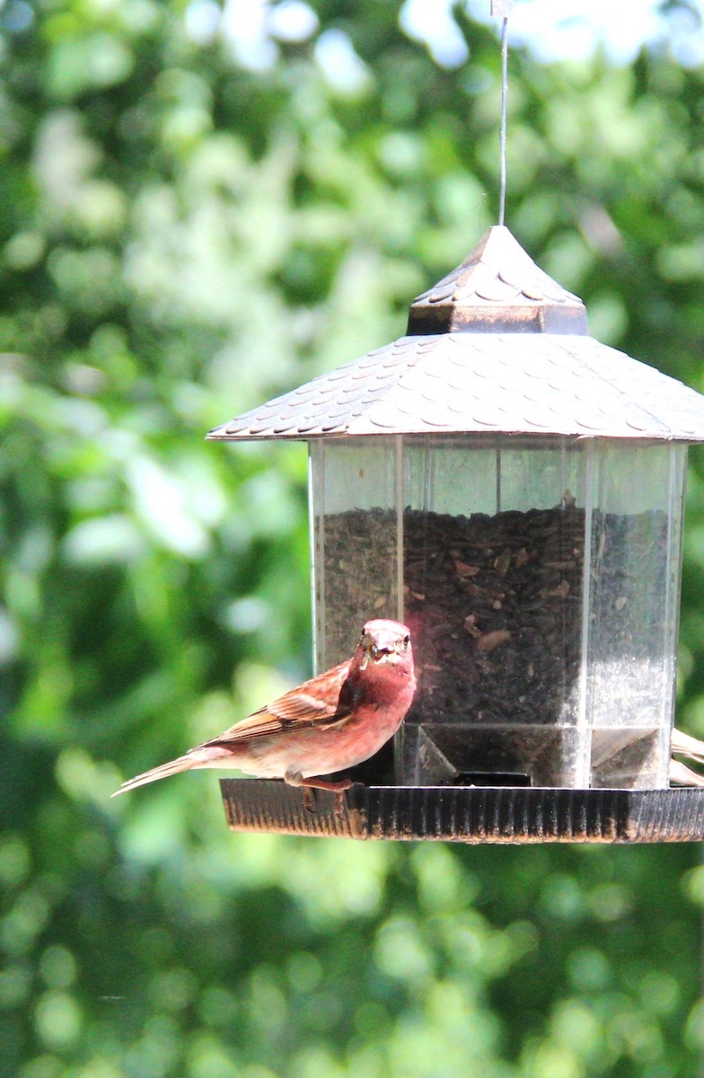 Purple Finch - ML637659912