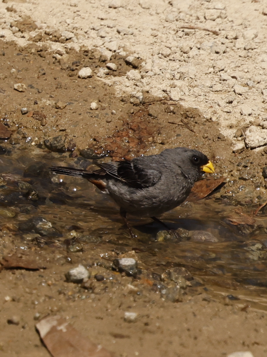 Band-tailed Seedeater - ML637659917