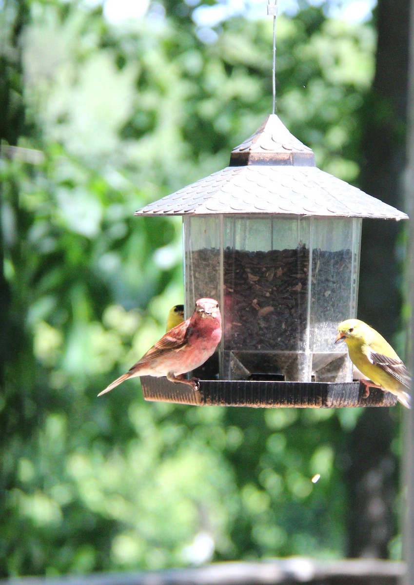 Purple Finch - ML637659920