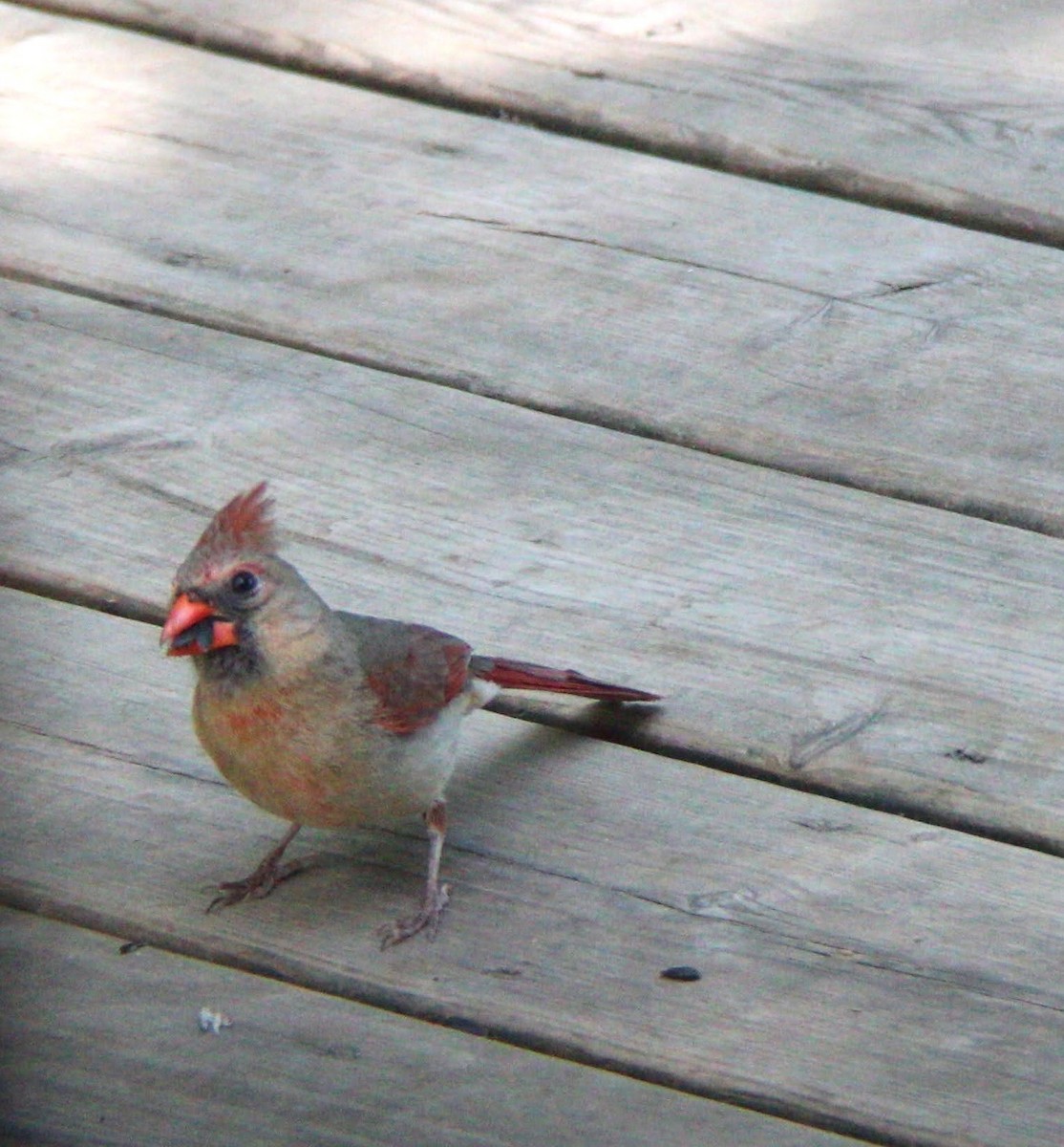Northern Cardinal - ML637659953