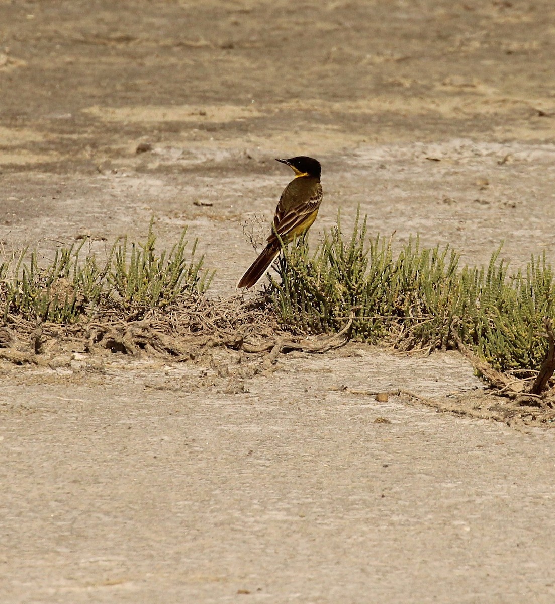 Western Yellow Wagtail (feldegg) - ML637660010