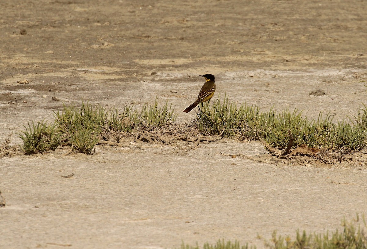 Western Yellow Wagtail (feldegg) - ML637660011