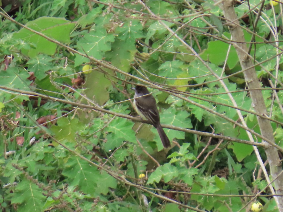 Apical Flycatcher - ML637660049
