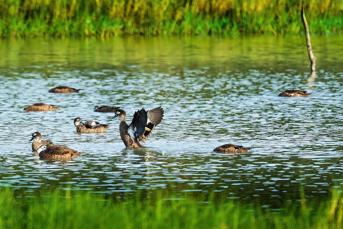 Andaman Teal - ML637660081
