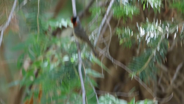 Red-faced Warbler - ML637660207