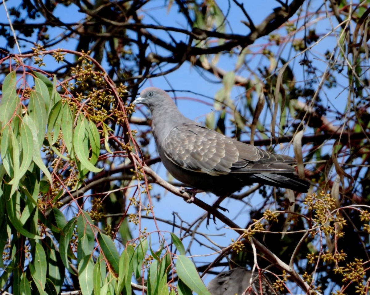 Spot-winged Pigeon - ML637660337